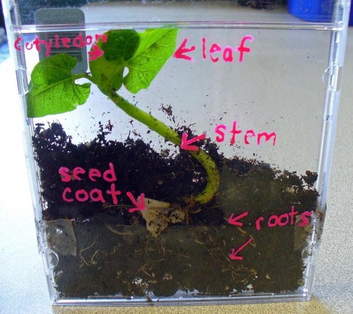 growing beans in old CD cases
