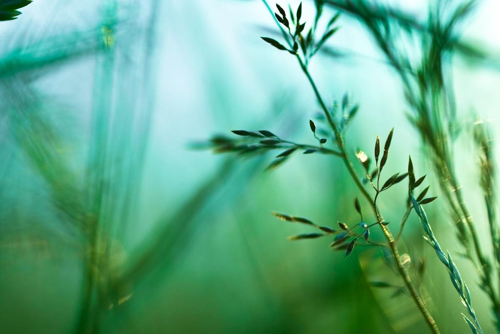 Grass in Soft Focus