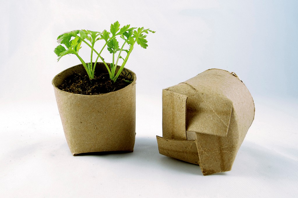 Pots from Toilet Rolls