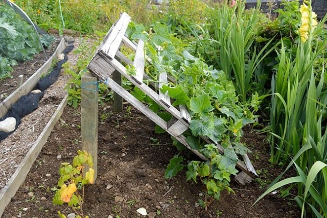 trellis made from palette