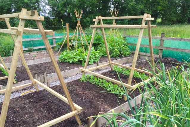 Pea and Bean Support Frame from QuickCrop