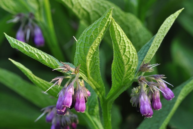 Comfrey Flowers