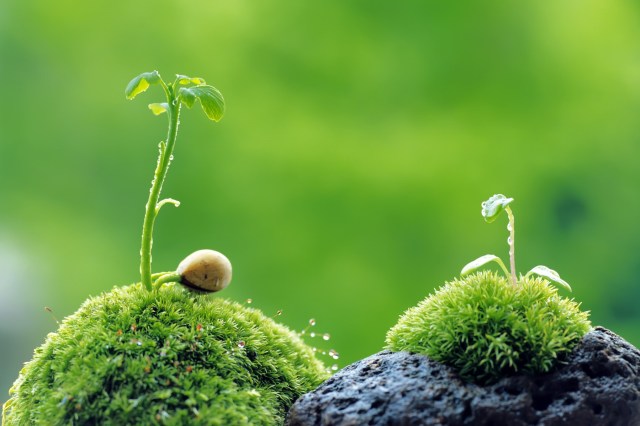 two seedlings growing on a rock