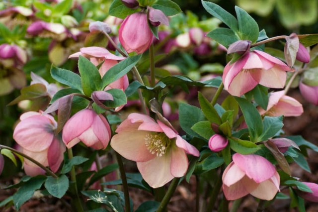 Pink Hellebore