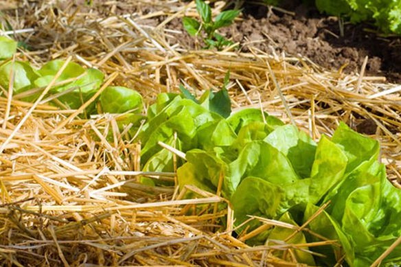 Lettuces Mulched with Straw