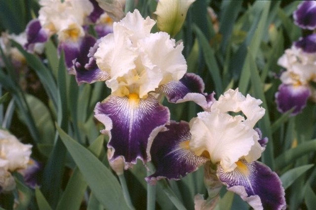 white and purple iris flowers