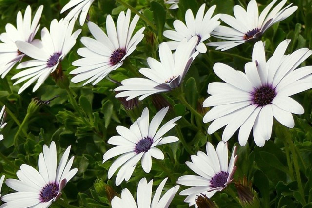 cluster of white daisy style flowers
