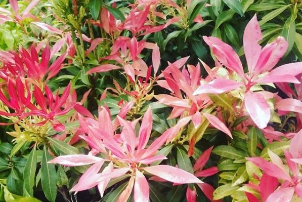 shrub with pink leaves
