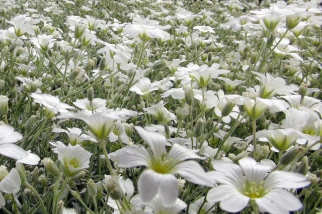 carpet of white flowers