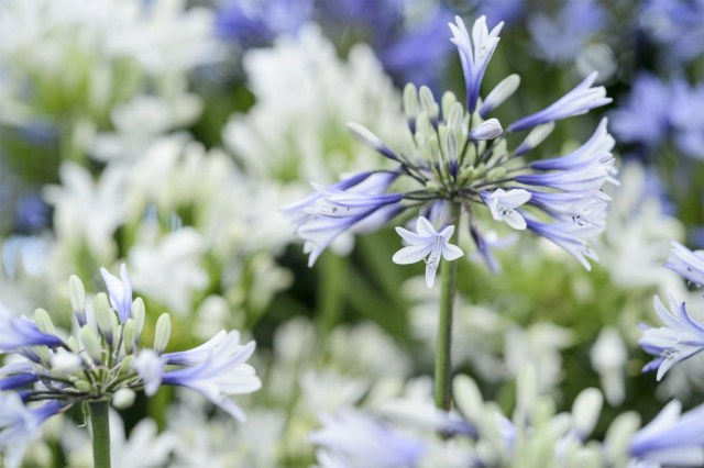 Blue and White flower head on spike