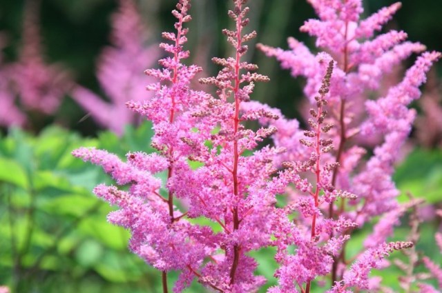 Pink fluffy Flower Spikes