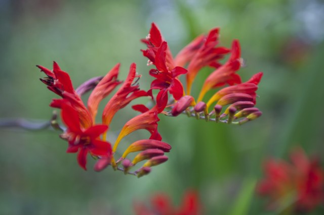 Red exotic looking flower