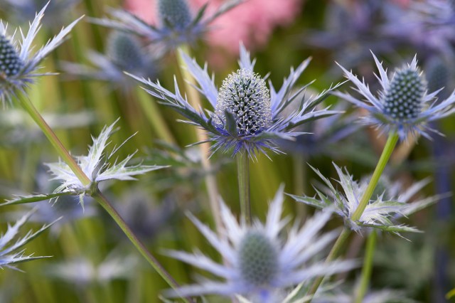 Close up of Sea Holly Flowers