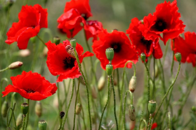 Collection of Red Poppies