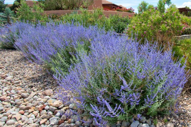Row of blue hazy plants