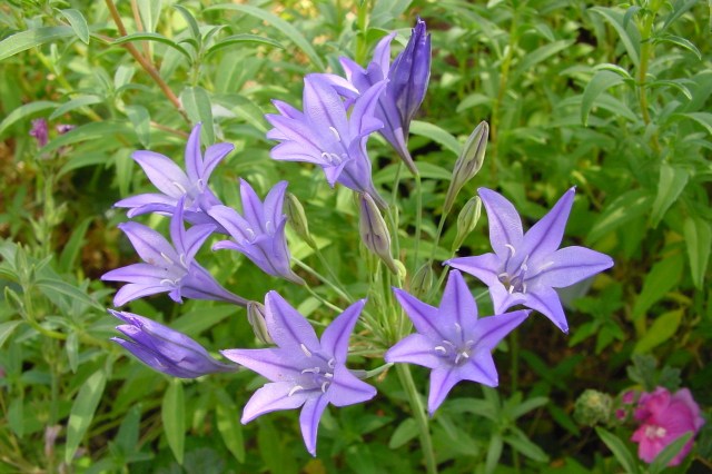 Star shaped flowers on delicate stems