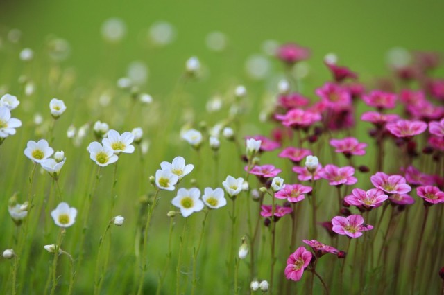 Meadow with white and pink flowers