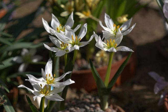 small white iris like flowers