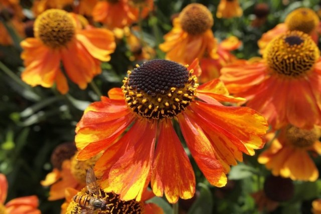 orange daisy like flowers