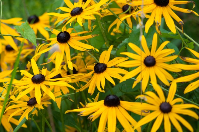 yellow daisy like flowers
