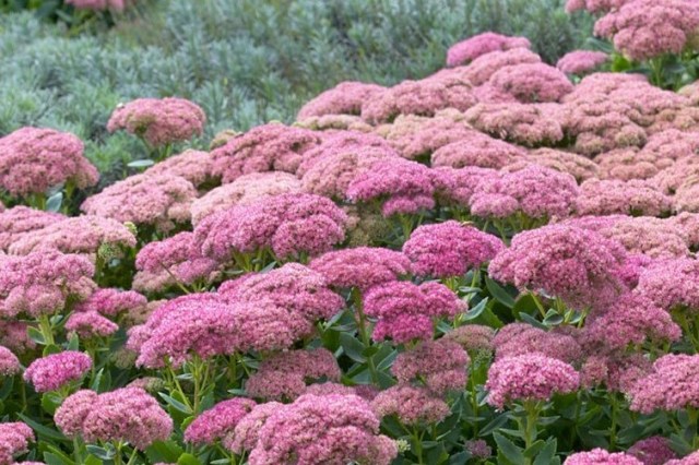 clump of pink fluffy flower heads