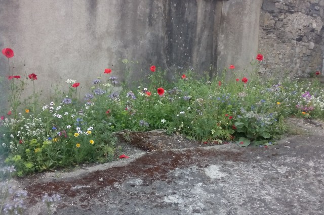 wild flowers growing in a concrete lot