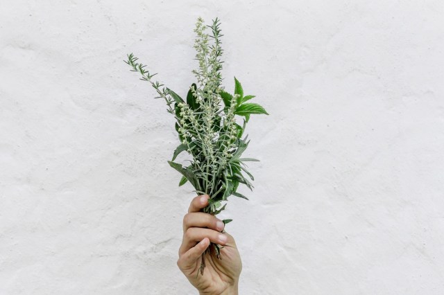 Natural Insect Repellents