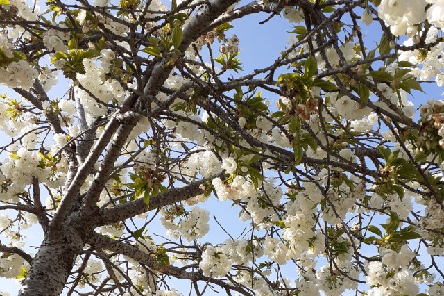 Close up of Cherry Blossom Tree