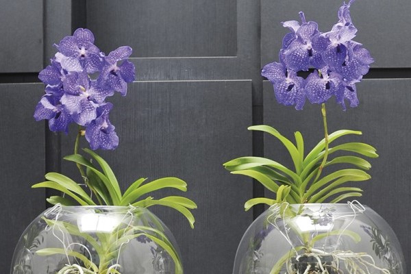 Orchids growing in water only