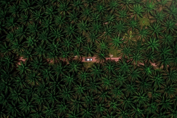 how to avoid palm oil